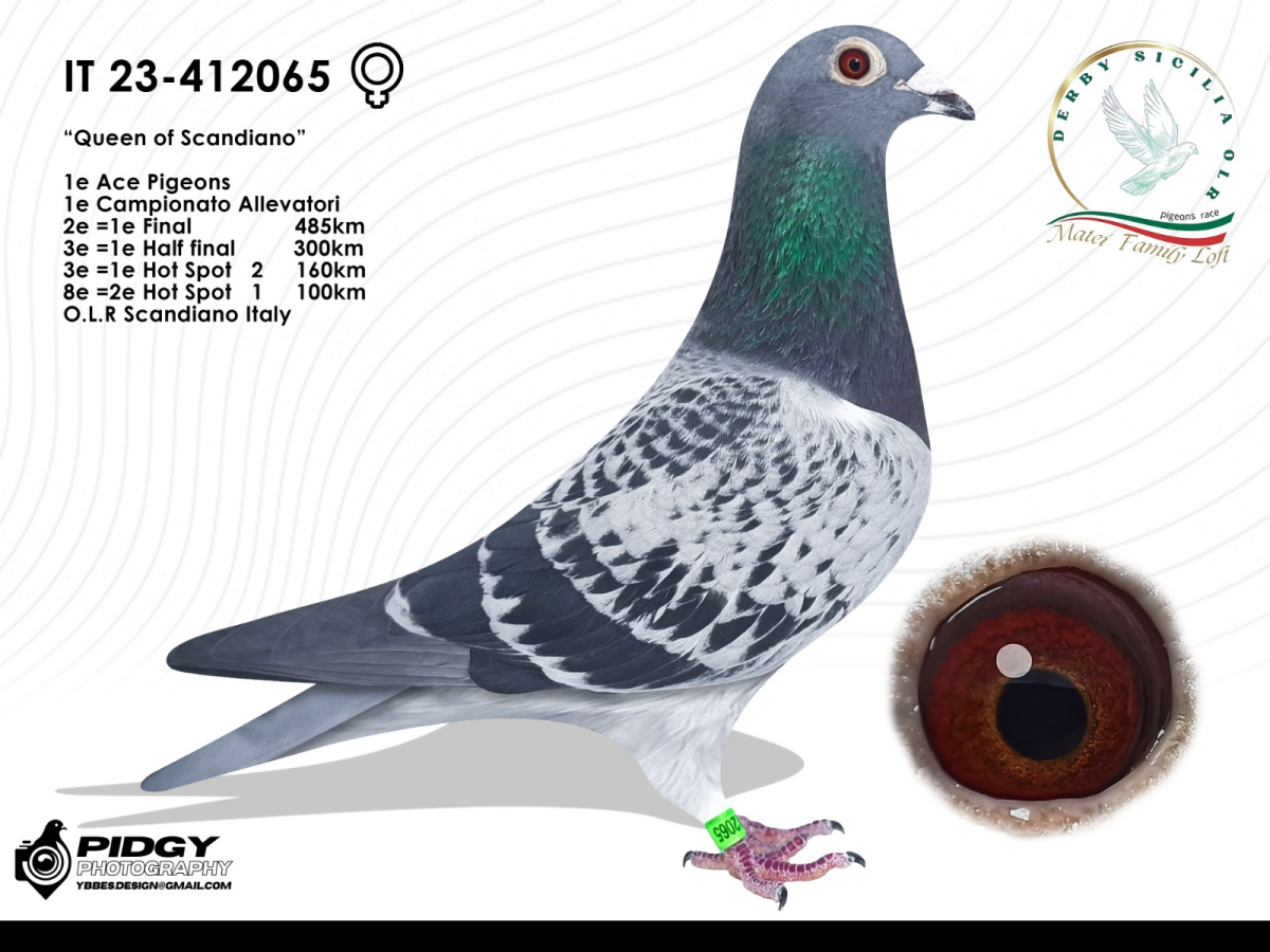 7. Extra Race 605km VALE DE FREIXO - PORTUGAL,
11. Ace Pigeon 7 races,
12. Ace Fond 515km + 605km
Derby Superstar Winter Edition Season 2025 - 2026 

DERBY SICILIA OLR
 IT 25 119330 
