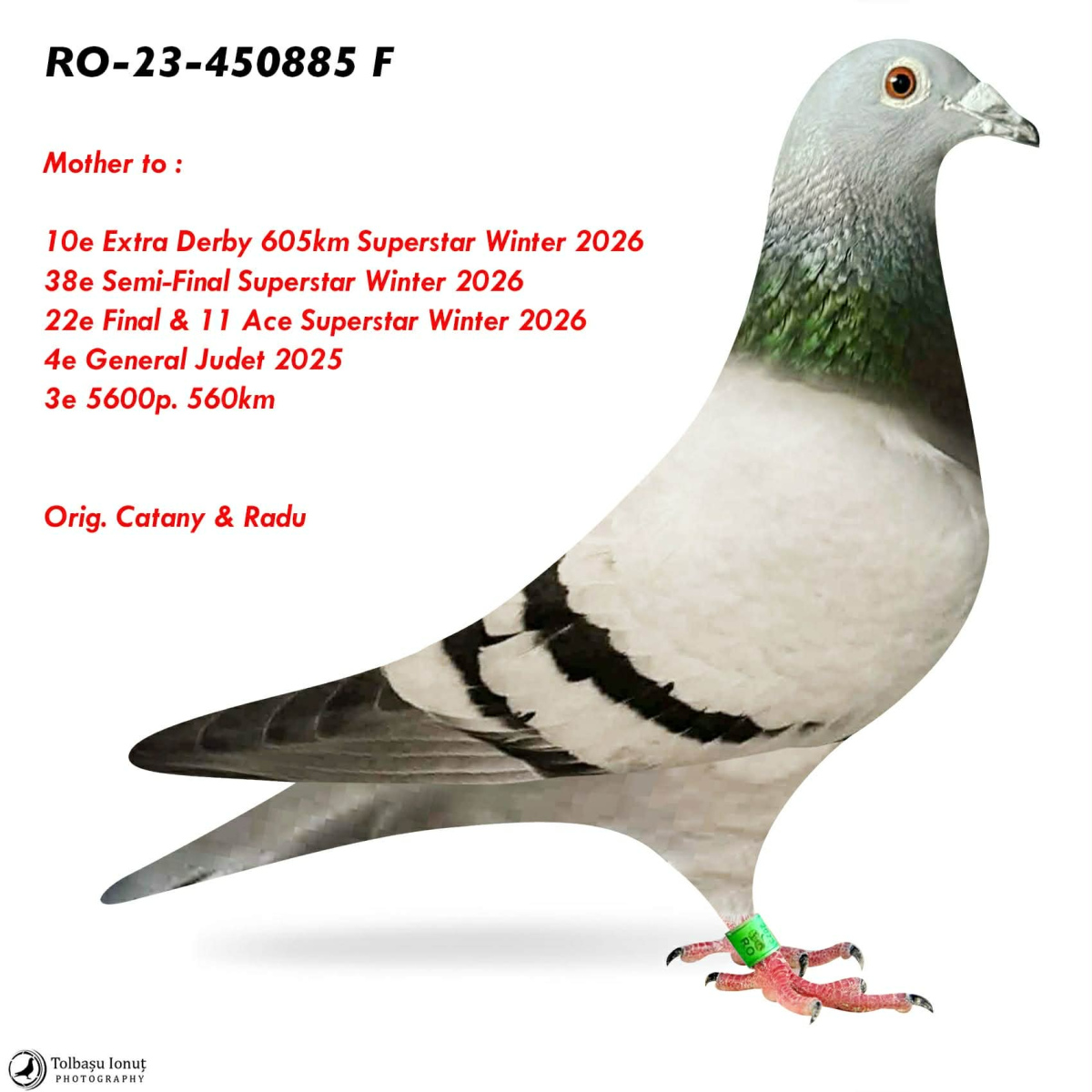 10. Extra Race 605km VALE DE FREIXO - PORTUGAL
3. Ace Pigeon 7 races
6. Ace Fond 515km + 605km
101. Final Race 515km GALISTEO, PLASENCIA
38. Semifinal Race 330km NAMBROCA
63. Hot Spot 3 200km
Derby Superstar Winter Edition Season 2025 - 2026 


RADU & CATANY
 RO 25 1286107