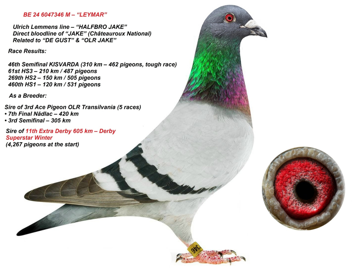 11. Extra Race 605km VALE DE FREIXO - PORTUGAL,
13. Ace Pigeon 7 races,
13. Ace Fond 515km + 605km,
162. Final Race 515km GALISTEO - PLASENCIA
Derby Superstar Winter Edition Season 2025 - 2026 

HARTOAGA MIHAI
 RO 25 391928 