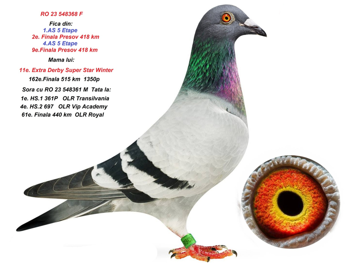 11. Extra Race 605km VALE DE FREIXO - PORTUGAL,
13. Ace Pigeon 7 races,
13. Ace Fond 515km + 605km,
162. Final Race 515km GALISTEO - PLASENCIA
Derby Superstar Winter Edition Season 2025 - 2026 

HARTOAGA MIHAI
 RO 25 391928 