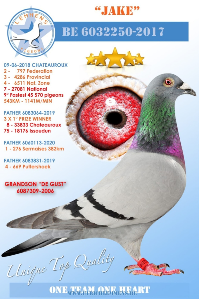 11. Extra Race 605km VALE DE FREIXO - PORTUGAL,
13. Ace Pigeon 7 races,
13. Ace Fond 515km + 605km,
162. Final Race 515km GALISTEO - PLASENCIA
Derby Superstar Winter Edition Season 2025 - 2026 

HARTOAGA MIHAI
 RO 25 391928 