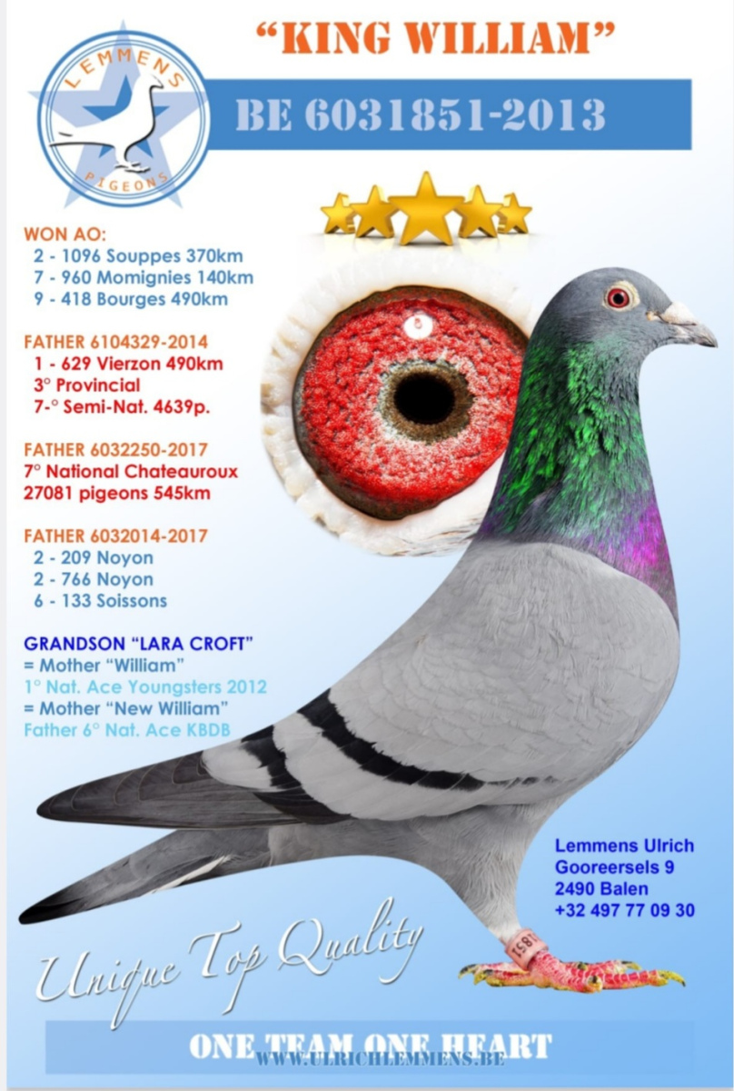 11. Extra Race 605km VALE DE FREIXO - PORTUGAL,
13. Ace Pigeon 7 races,
13. Ace Fond 515km + 605km,
162. Final Race 515km GALISTEO - PLASENCIA
Derby Superstar Winter Edition Season 2025 - 2026 

HARTOAGA MIHAI
 RO 25 391928 