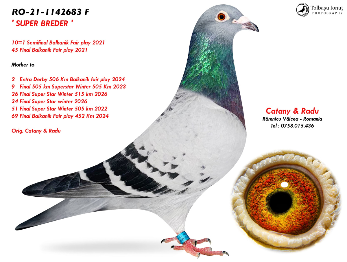 20. Extra Race 605km VALE DE FREIXO - PORTUGAL,
14. Ace Pigeon 7 races,
18. Ace Fond 515km + 605km,
34. Final Race 515km GALISTEO-PLASENCIA
Derby Superstar Winter Edition Season 2025 - 2026 


CATANY & RADU
 RO 25 281571