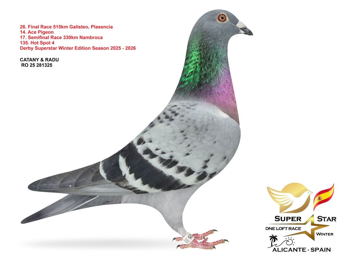 20. Extra Race 605km VALE DE FREIXO - PORTUGAL,
14. Ace Pigeon 7 races,
18. Ace Fond 515km + 605km,
34. Final Race 515km GALISTEO-PLASENCIA
Derby Superstar Winter Edition Season 2025 - 2026 


CATANY & RADU
 RO 25 281571