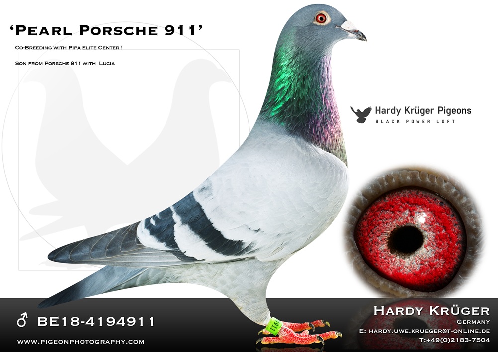 23. Extra Race 605km VALE DE FREIXO - PORTUGAL,
38. Ace Pigeon 7 races,
57. Ace Fond 515km + 605km
Derby Superstar Winter Edition Season 2025 - 2026 

HARDY KRUEGER
 DV 7274 25 306 