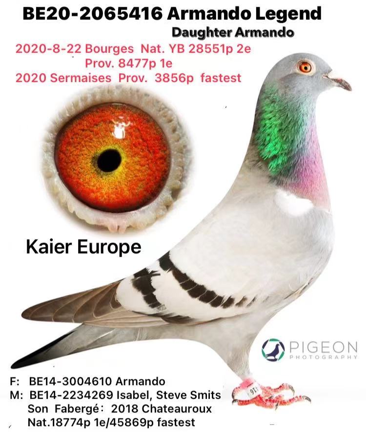 23. Extra Race 605km VALE DE FREIXO - PORTUGAL,
38. Ace Pigeon 7 races,
57. Ace Fond 515km + 605km
Derby Superstar Winter Edition Season 2025 - 2026 

HARDY KRUEGER
 DV 7274 25 306 