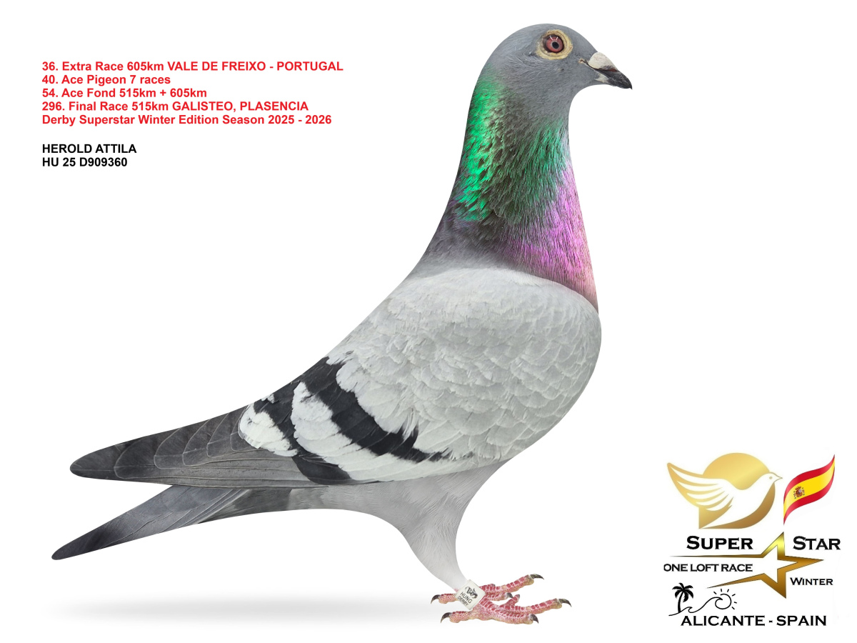 Extra Race 605km Superstar Winter - part 2