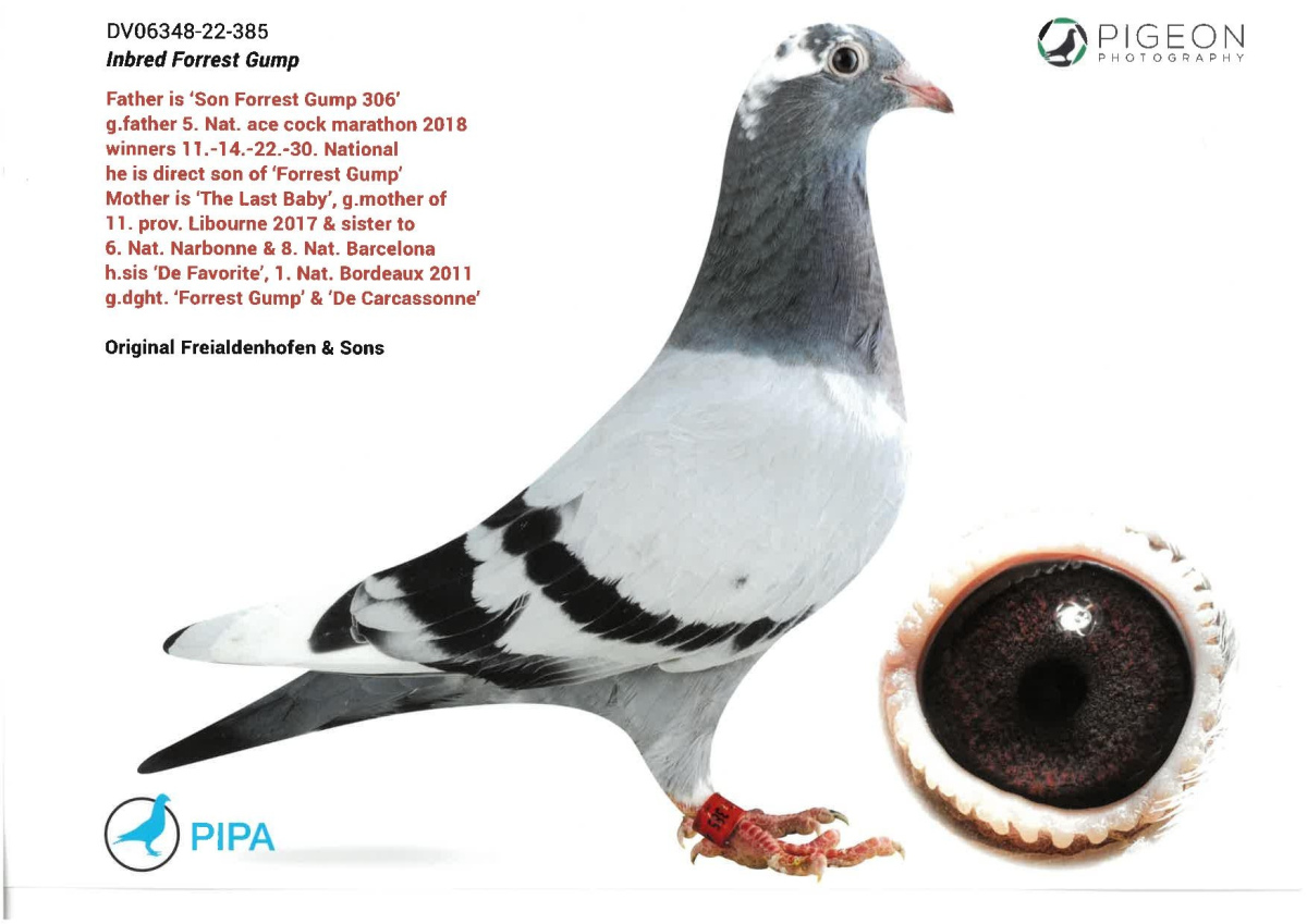 38. Extra Race 605km VALE DE FREIXO - PORTUGAL,
21. Ace Pigeon 7 races,
24. Ace Fond 515km + 605km,
52. Final Race 515km GALISTEO-PLASENCIA,
55. Hot Spot 1 100km
Derby Superstar Winter Edition Season 2025 - 2026 

HEROLD ATTILA
 HU 25 D909358 