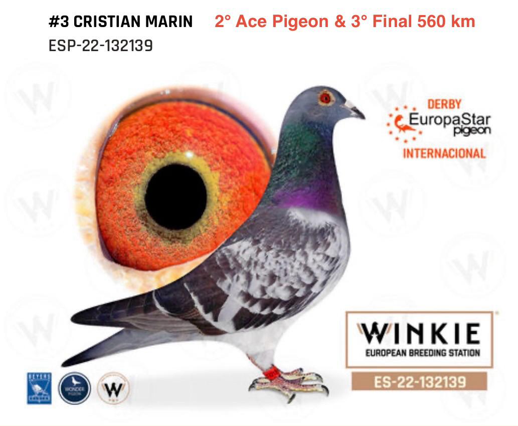 80. Extra Race 605km VALE DE FREIXO - PORTUGAL, 
270. Final Race 515km GALISTEO, PLASENCIA
Derby Superstar Winter Edition Season 2025 - 2026 

CRISTIAN MARIN
 RO 25 860819
