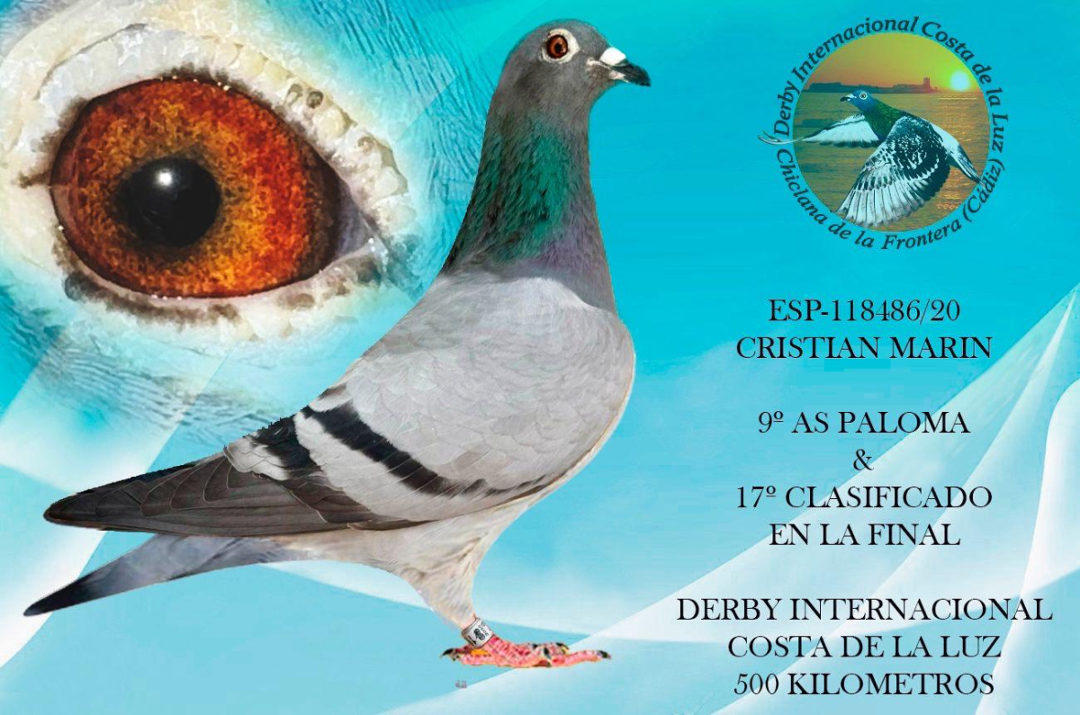 80. Extra Race 605km VALE DE FREIXO - PORTUGAL, 
270. Final Race 515km GALISTEO, PLASENCIA
Derby Superstar Winter Edition Season 2025 - 2026 

CRISTIAN MARIN
 RO 25 860819
