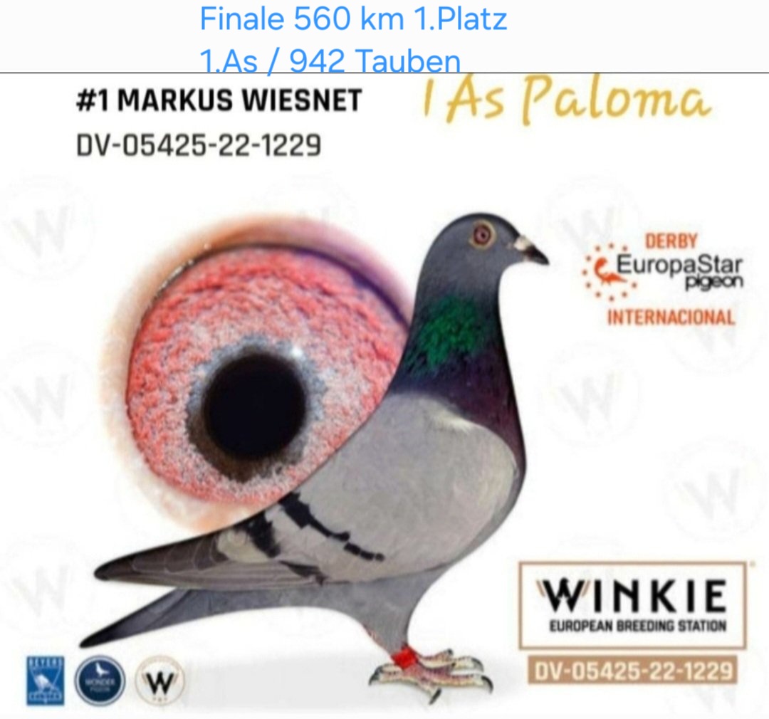183. Final Race 515km Galisteo, Plasencia
Derby Superstar Winter Edition Season 2025 - 2026 

MARKUS WIESNET
 DV 5425 25 1354