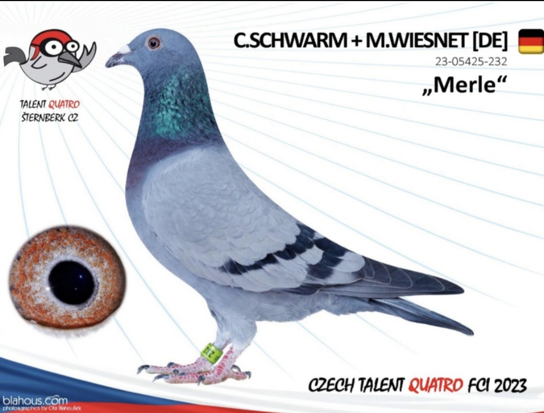 183. Final Race 515km Galisteo, Plasencia
Derby Superstar Winter Edition Season 2025 - 2026 

MARKUS WIESNET
 DV 5425 25 1354