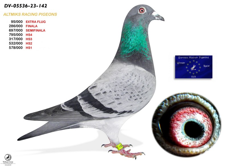 390. Final Race 515km Galisteo, Plasencia
Derby Superstar Winter Edition · Season 2025 - 2026 
	
RA-PIGEON LOFT
 RO 25 420922