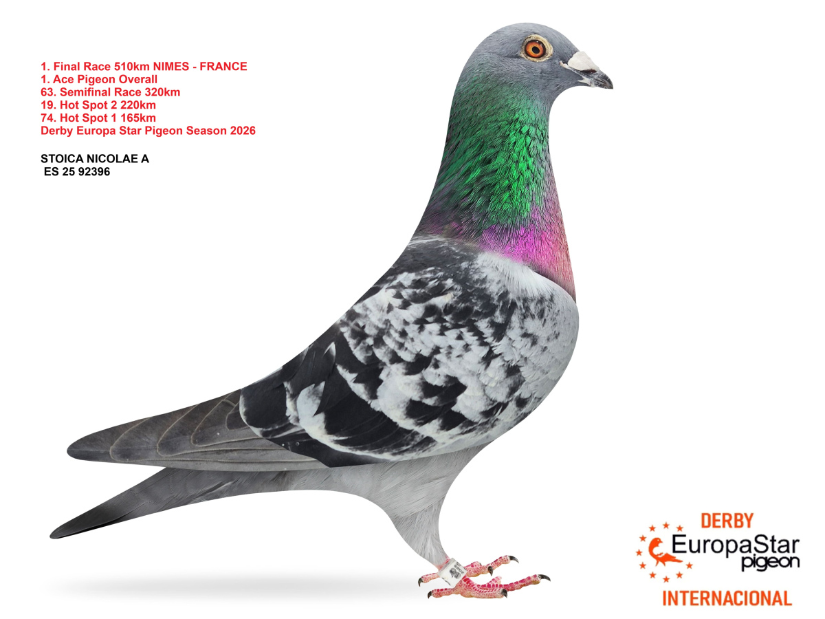 Derby Europa Star Pigeon · Season 2026