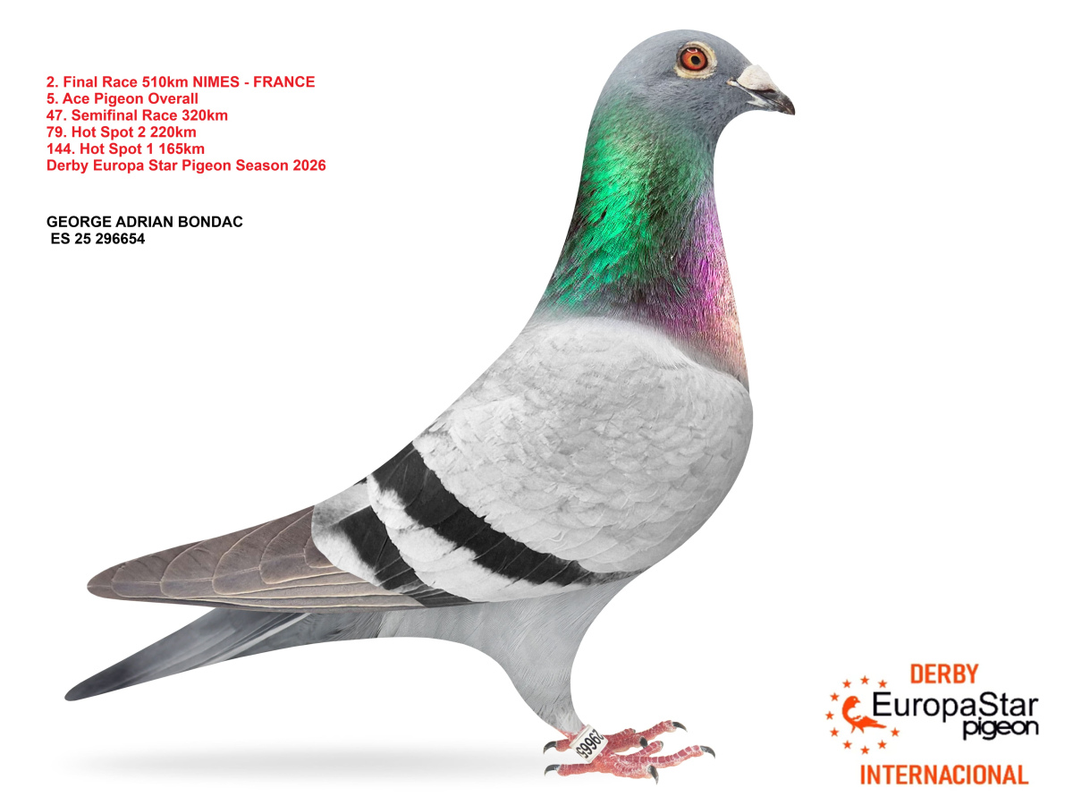Derby Europa Star Pigeon · Season 2026