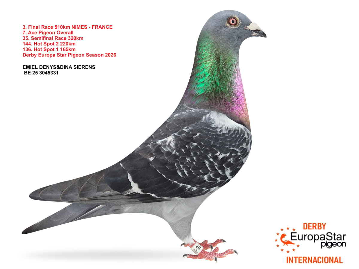 Derby Europa Star Pigeon · Season 2026