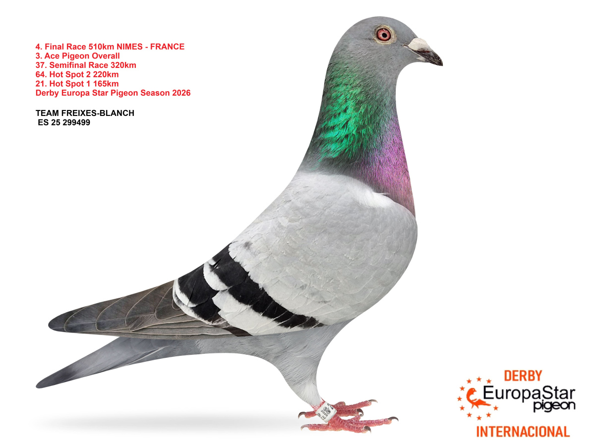 Derby Europa Star Pigeon · Season 2026