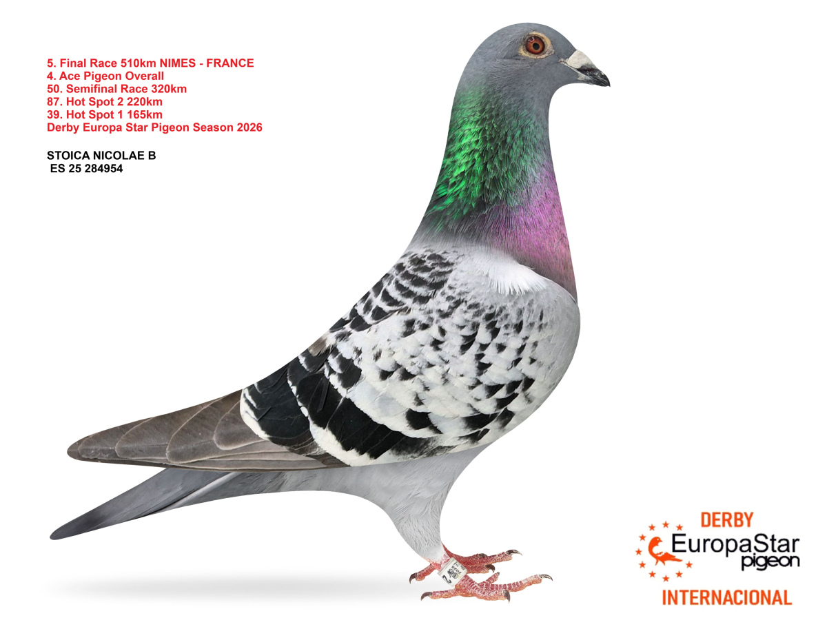 Derby Europa Star Pigeon · Season 2026