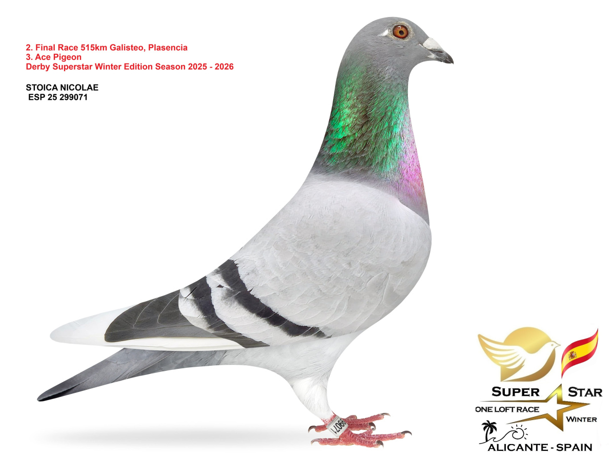 5. Final Race 510km NIMES - FRANCE,
4. Ace Pigeon Overall,
50. Semifinal Race 320km,
87. Hot Spot 2 220km,
39. Hot Spot 1 165km
Derby Europa Star Pigeon Season 2026

STOICA NICOLAE B
 ES 25 284954