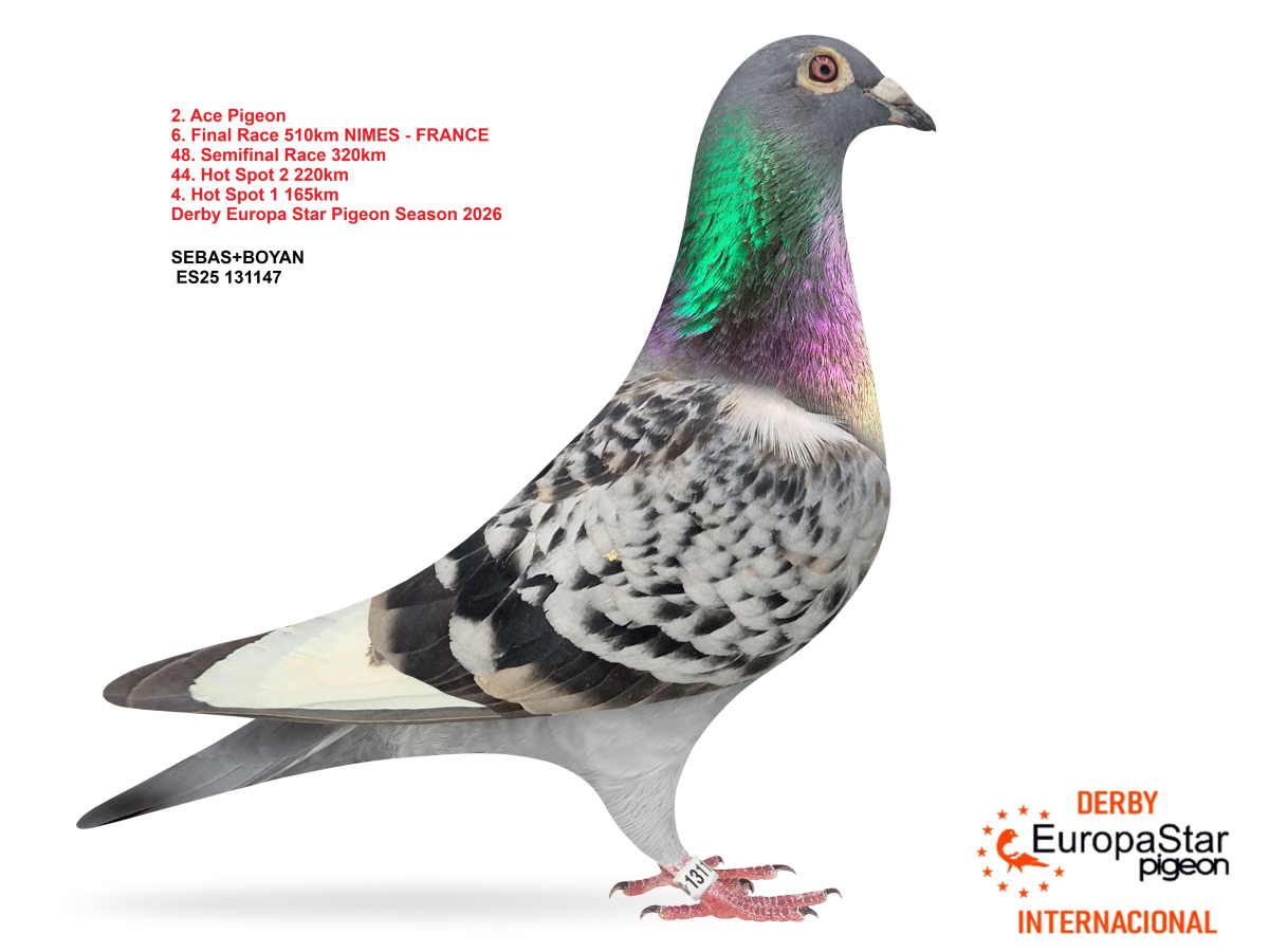 Derby Europa Star Pigeon · Season 2026