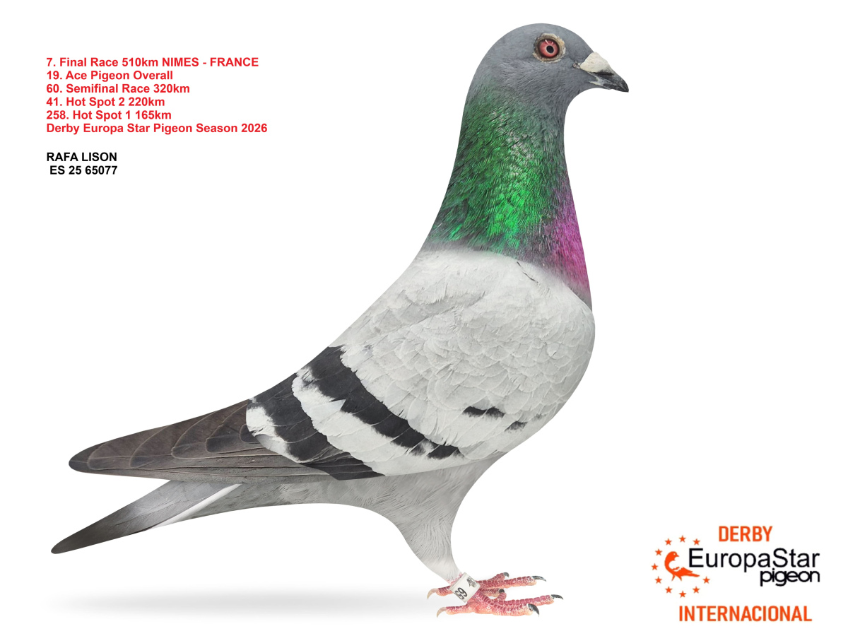 Derby Europa Star Pigeon · Season 2026