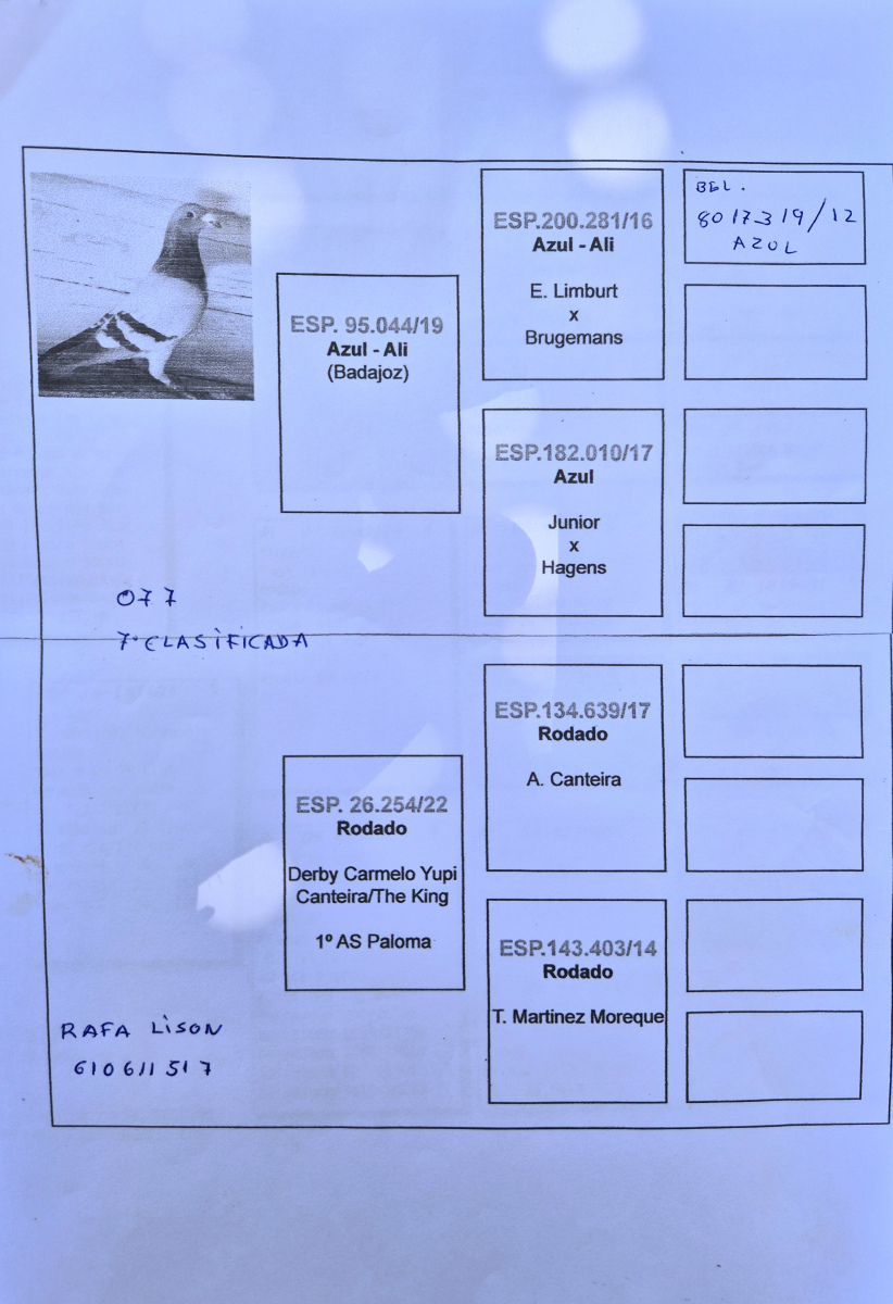 7. Final Race 510km NIMES - FRANCE
19. Ace Pigeon Overall
60. Semifinal Race 320km
41. Hot Spot 2 220km
258. Hot Spot 1 165km
Derby Europa Star Pigeon Season 2026

RAFA LISON
 ES 25 65077
