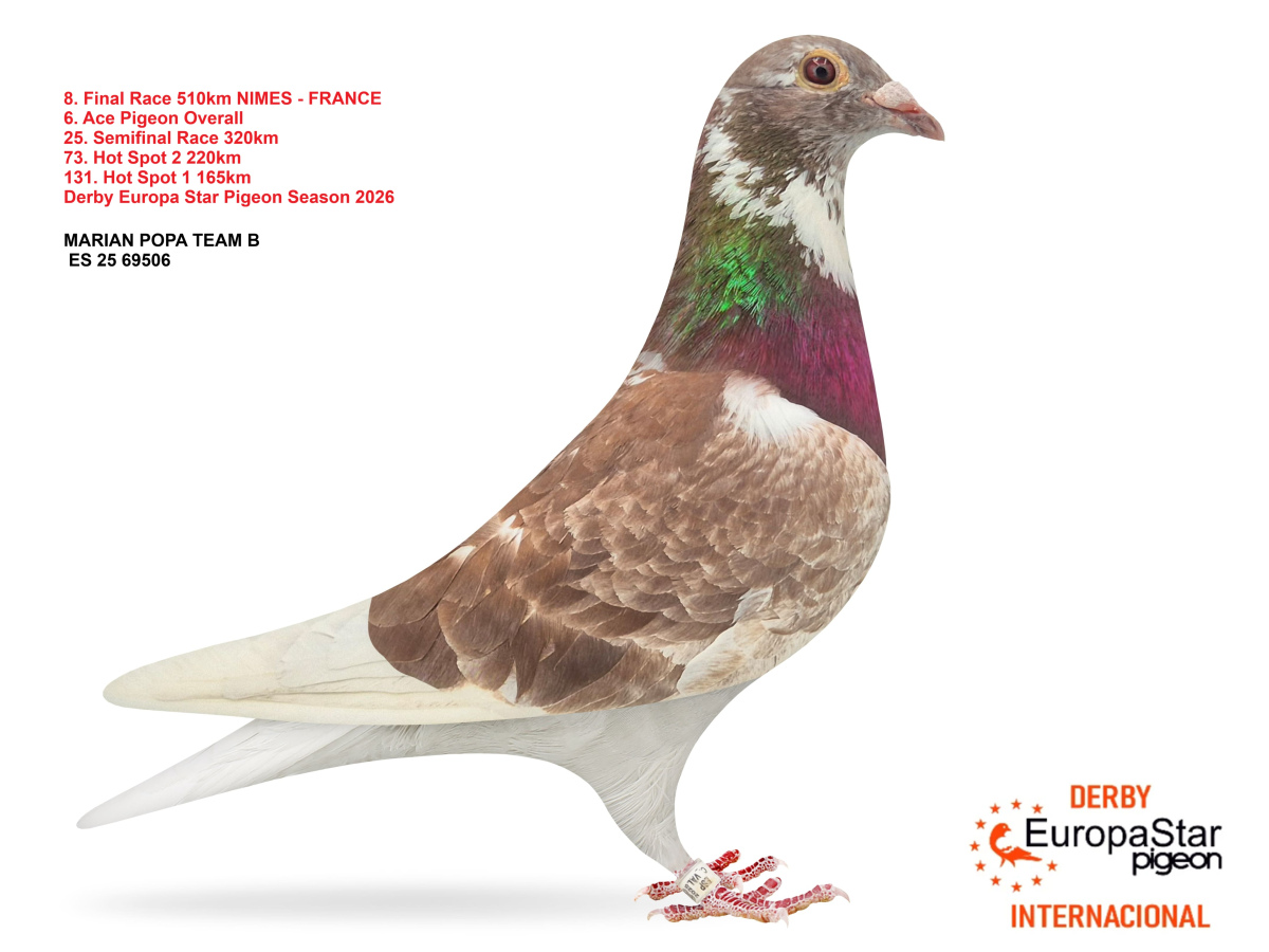 Derby Europa Star Pigeon · Season 2026