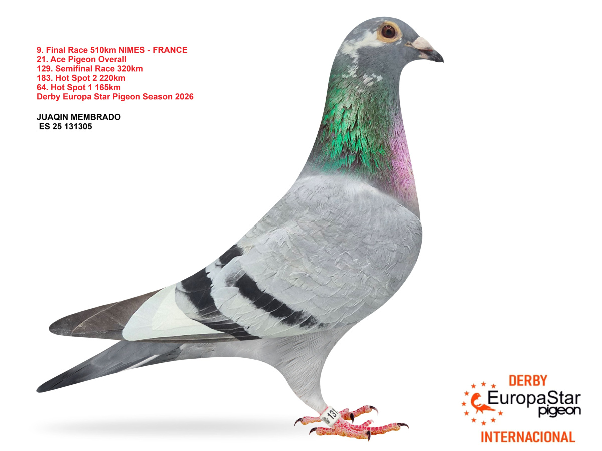 Derby Europa Star Pigeon · Season 2026