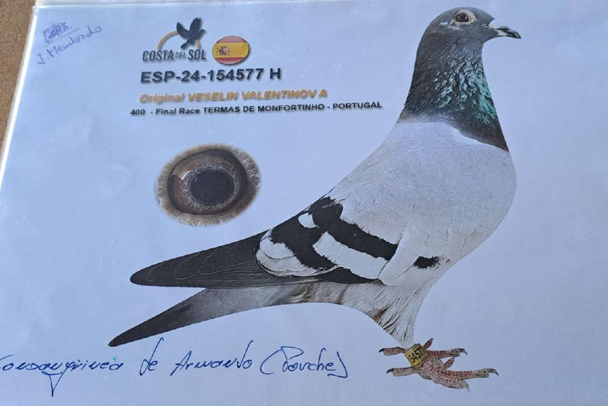 9. Final Race 510km NIMES - FRANCE,
21. Ace Pigeon Overall

Derby Europa Star Pigeon Season 2026

JUAQIN MEMBRADO
 ES 25 131305