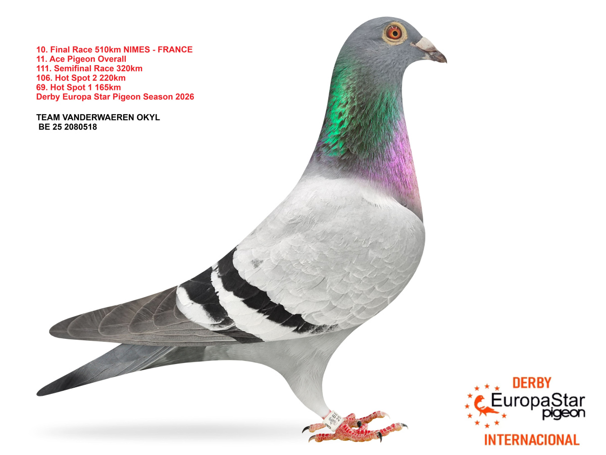 Derby Europa Star Pigeon · Season 2026