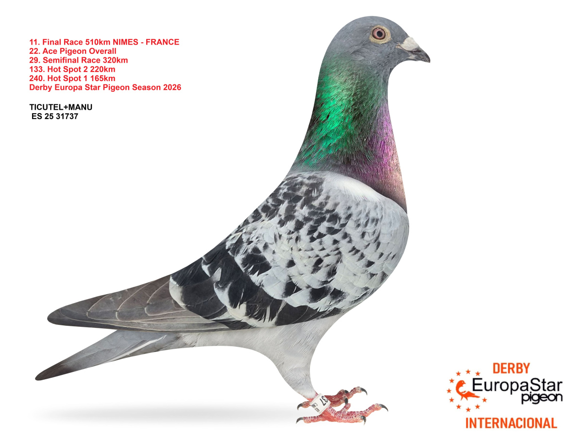 Derby Europa Star Pigeon · Season 2026 - part 2