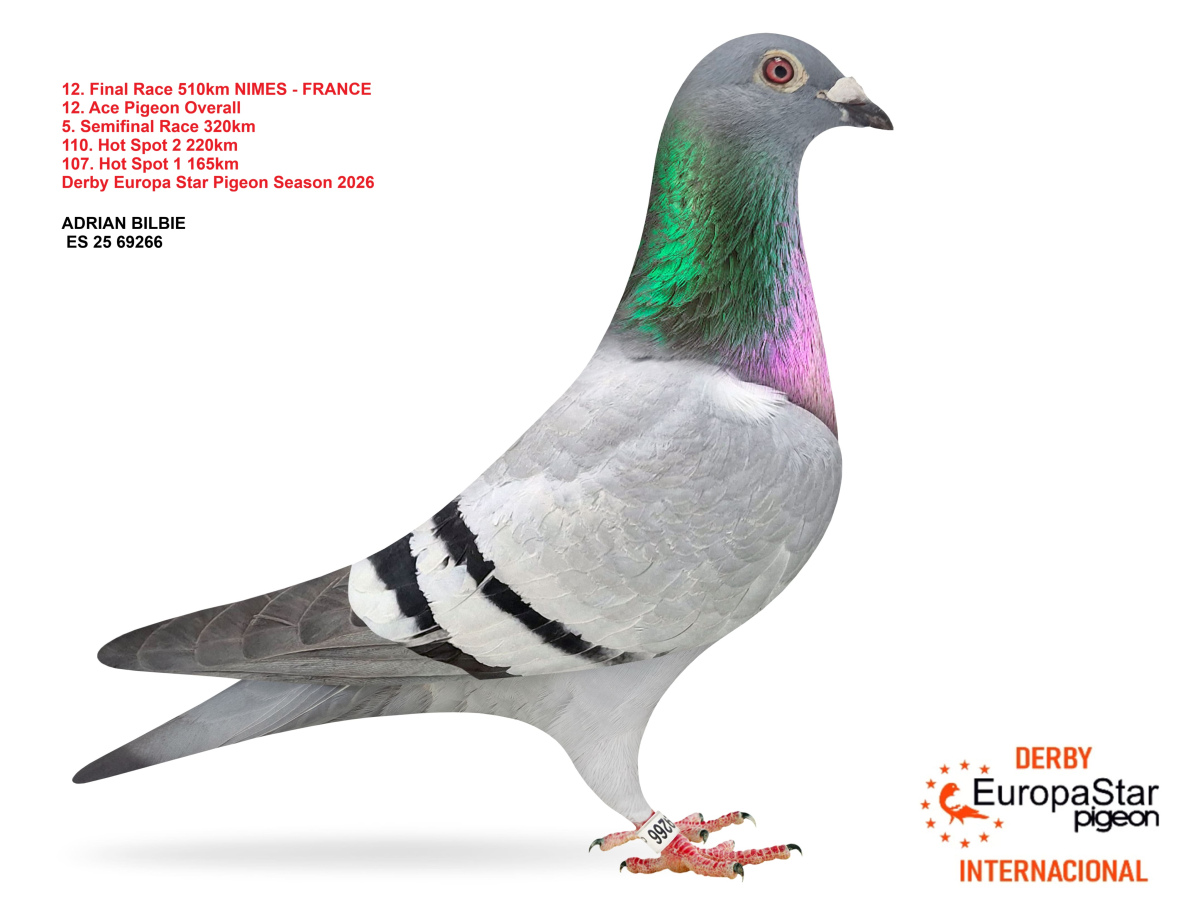 Derby Europa Star Pigeon · Season 2026 - part 2