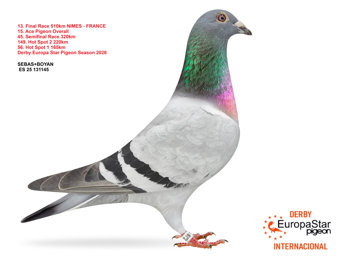 Derby Europa Star Pigeon · Season 2026 - part 2