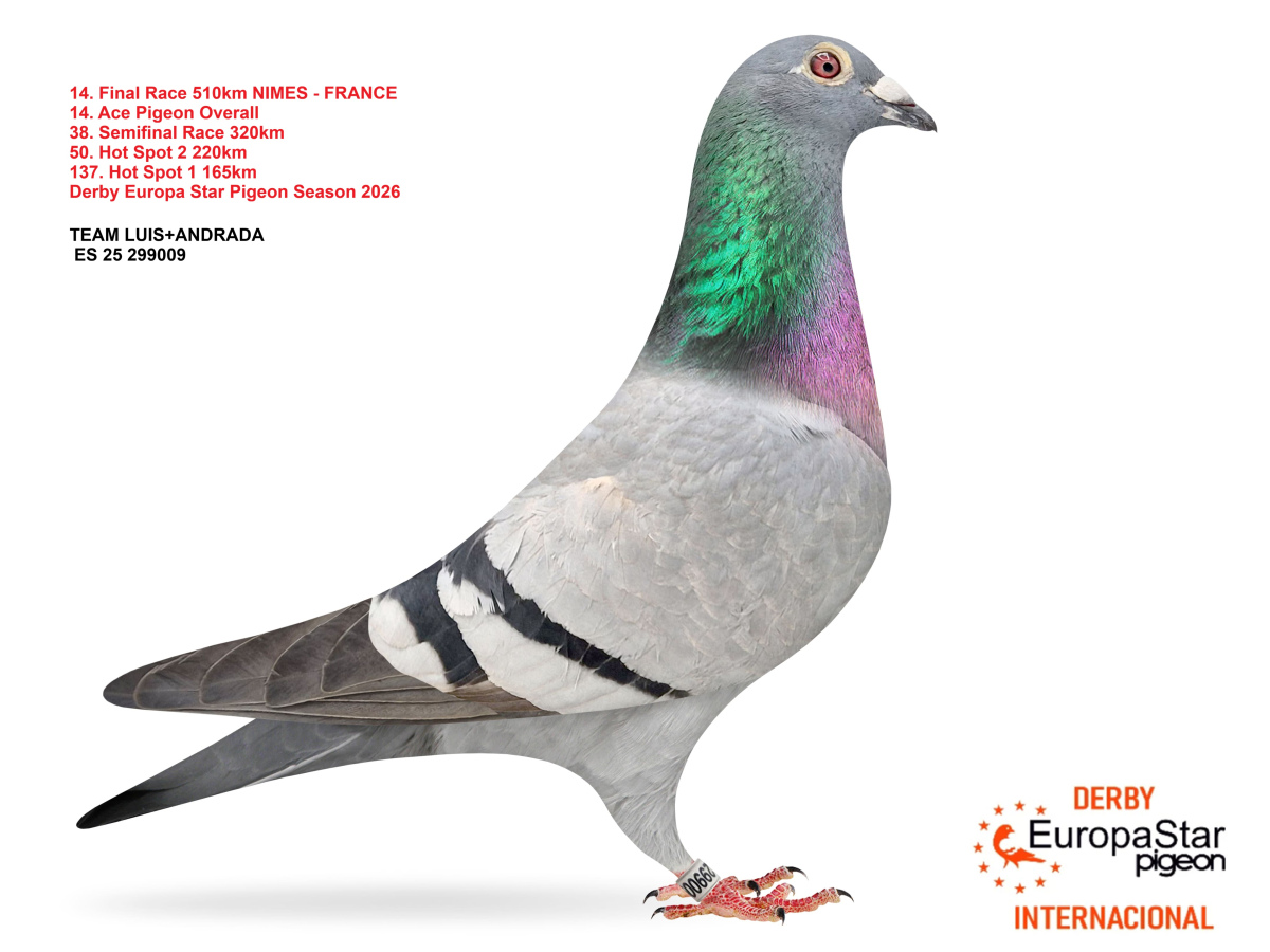 Derby Europa Star Pigeon · Season 2026 - part 2