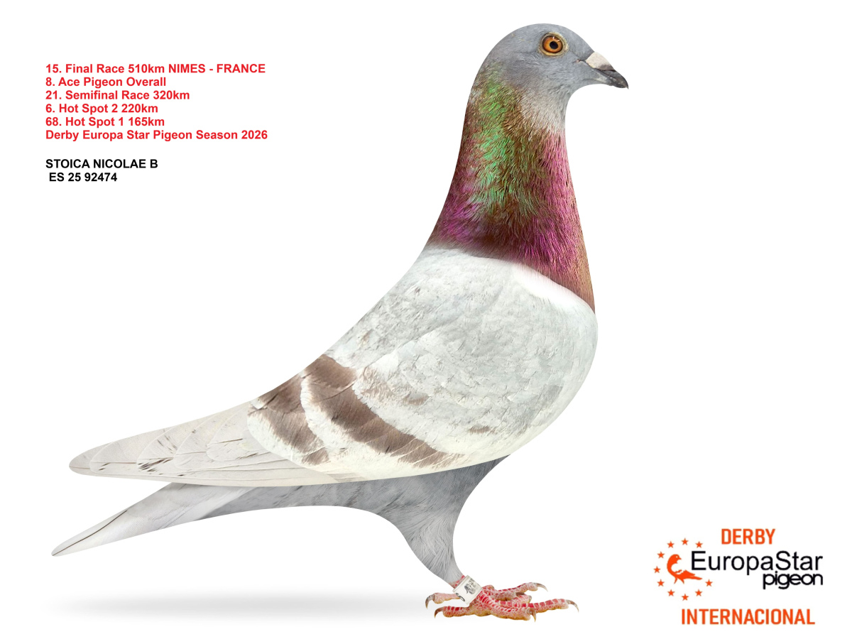 Derby Europa Star Pigeon · Season 2026 - part 2
