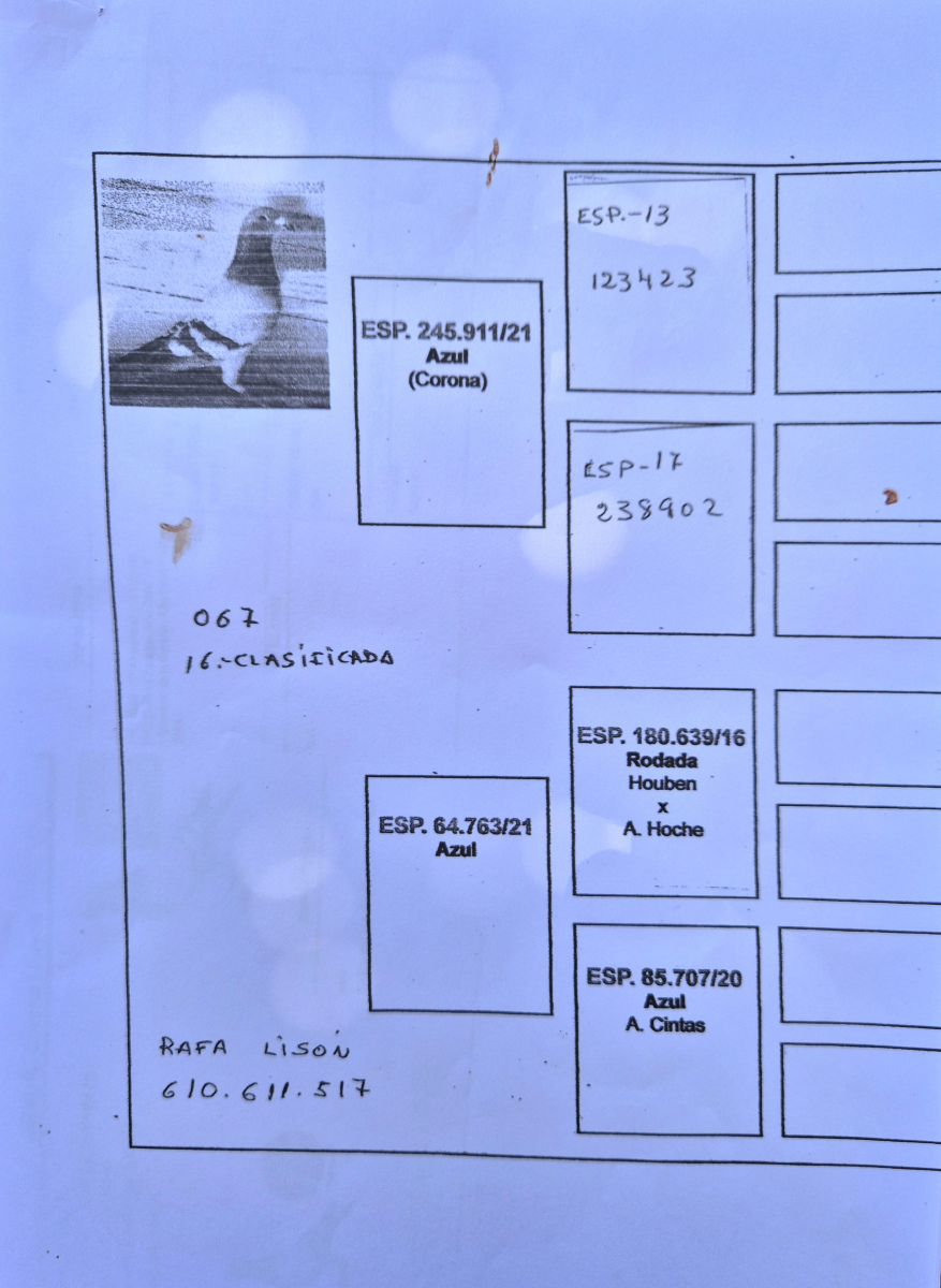 16. Final Race 510km NIMES - FRANCE,
9. Ace Pigeon Overall,
20. Semifinal Race 320km,
31. Hot Spot 2 220km,
22. Hot Spot 1 165km
Derby Europa Star Pigeon Season 2026

RAFA LISON
 ES 25 65067
