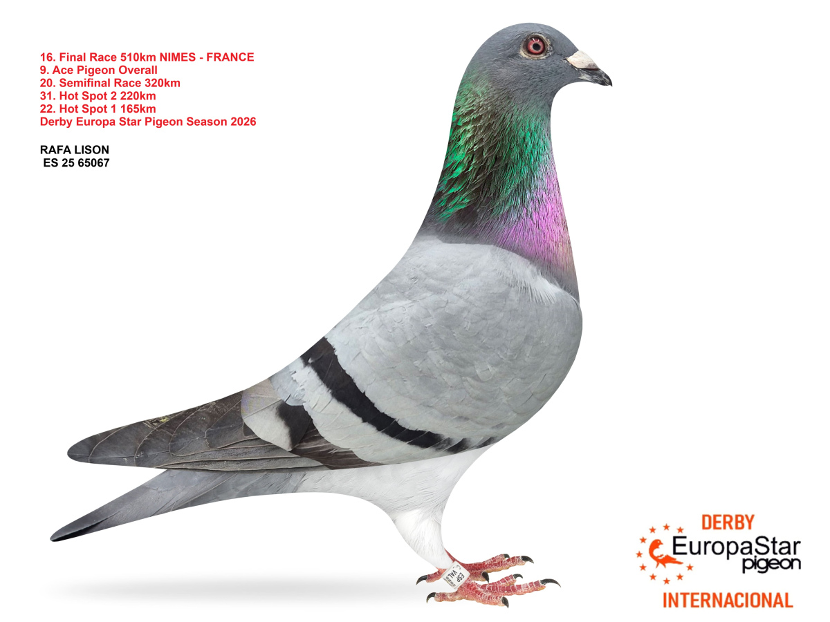 Derby Europa Star Pigeon · Season 2026 - part 2