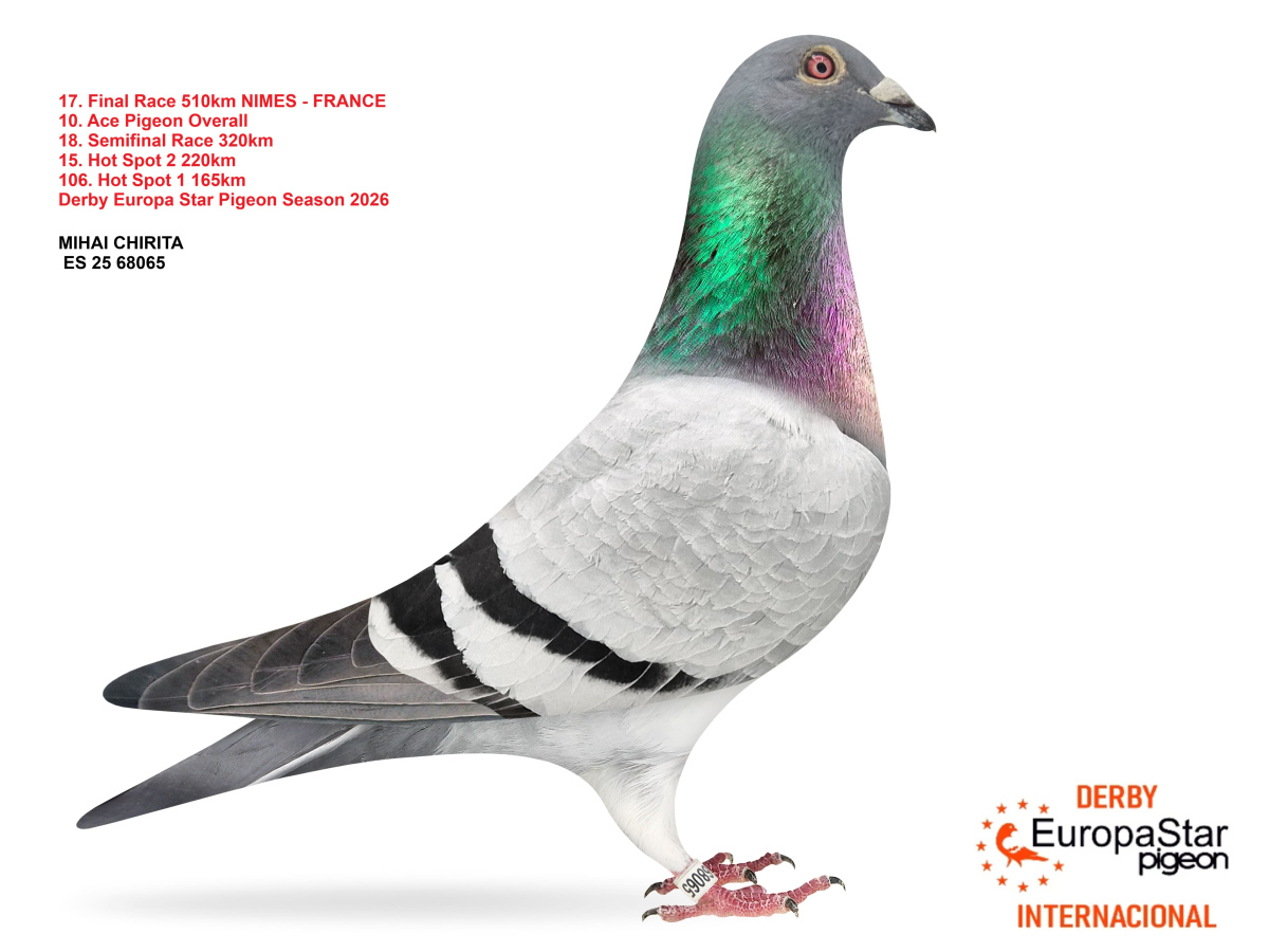 Derby Europa Star Pigeon · Season 2026 - part 2