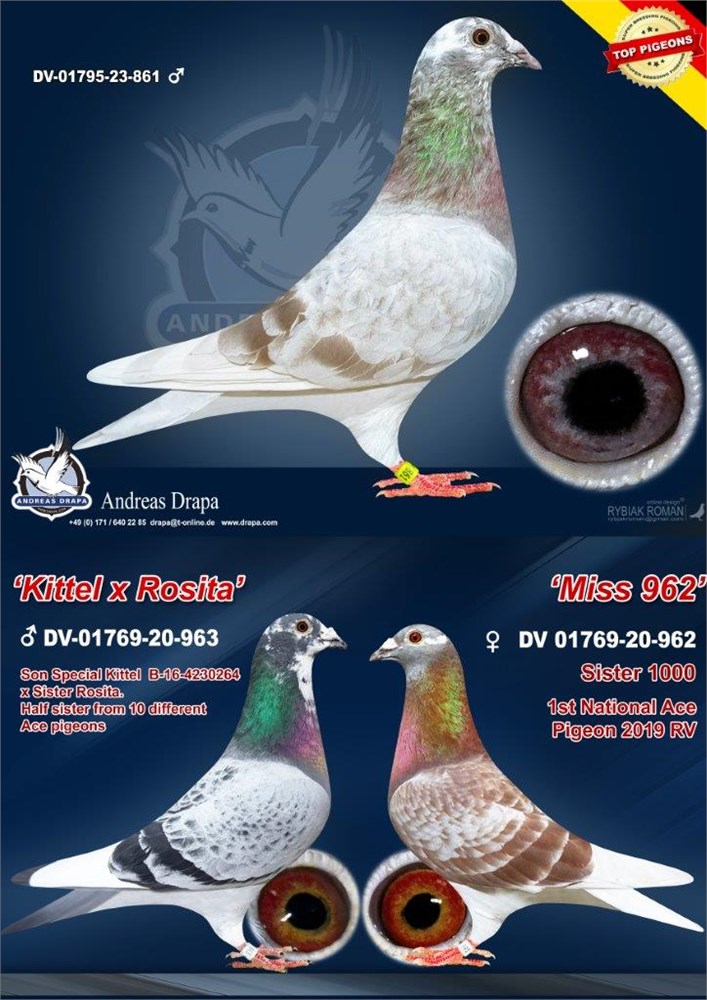 17. Final Race 510km NIMES - FRANCE,
10. Ace Pigeon Overall,
18. Semifinal Race 320km,
15. Hot Spot 2 220km
Derby Europa Star Pigeon Season 2026
	
MIHAI CHIRITA
 ES 25 68065