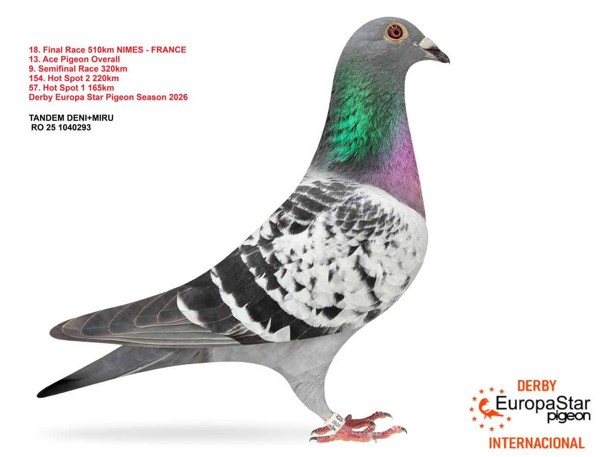 Derby Europa Star Pigeon · Season 2026 - part 2
