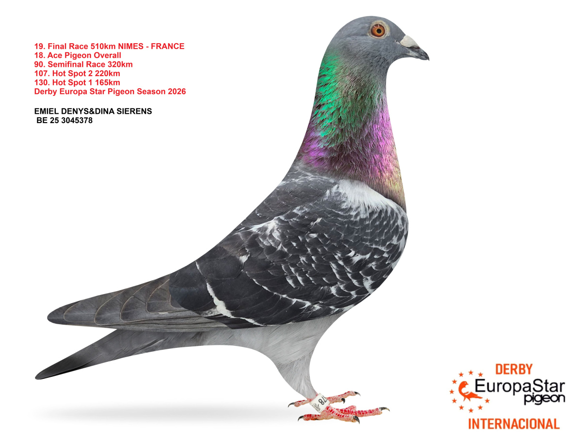 Derby Europa Star Pigeon · Season 2026 - part 2