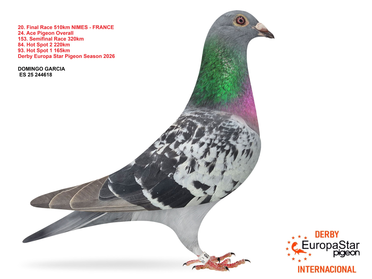 Derby Europa Star Pigeon · Season 2026 - part 2