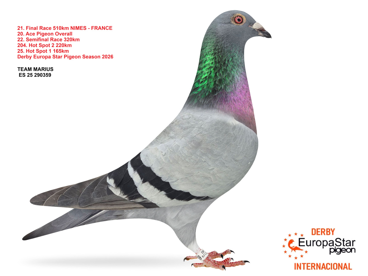 Derby Europa Star Pigeon · Season 2026 - part 2