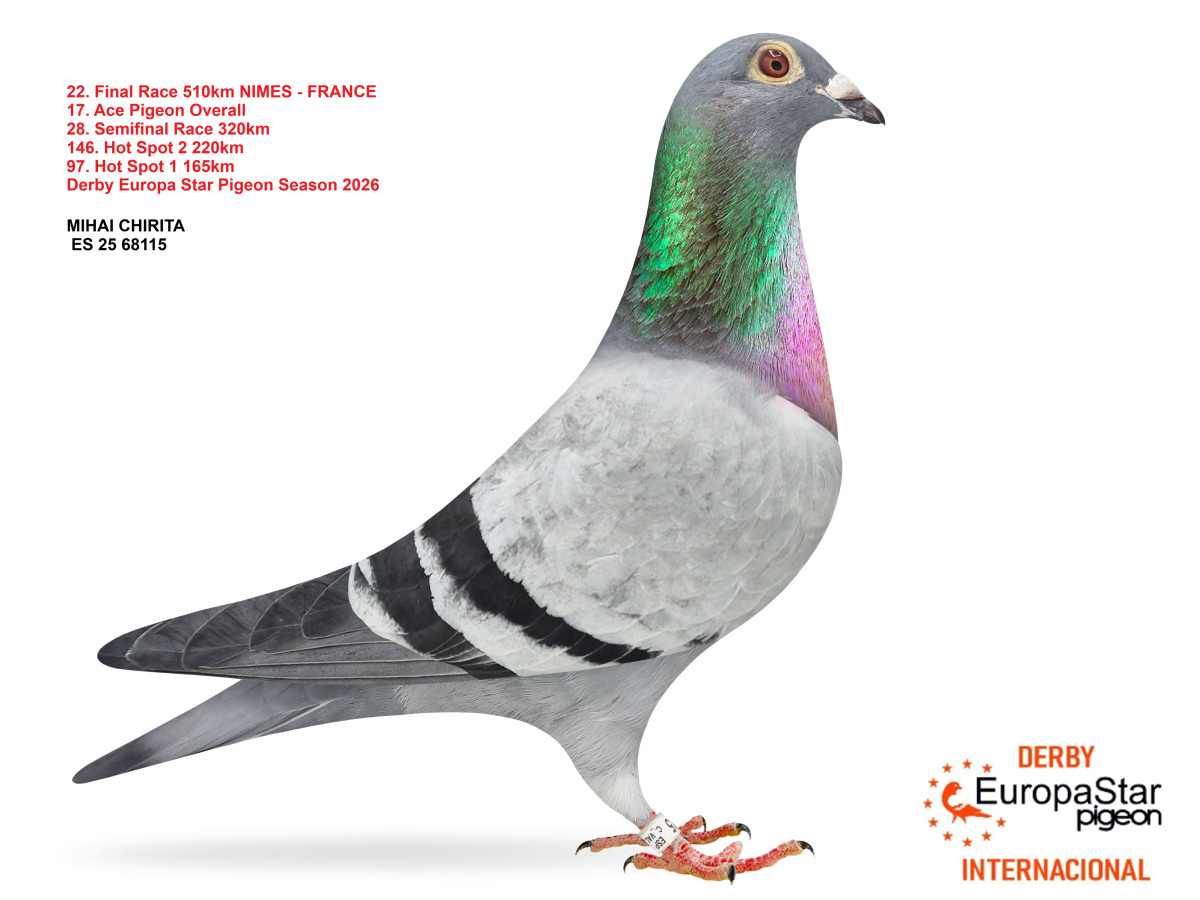 Derby Europa Star Pigeon · Season 2026 - part 2