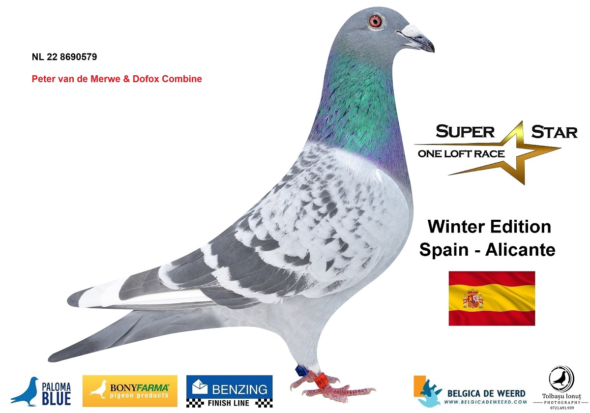 22. Final Race 510km NIMES - FRANCE
17. Ace Pigeon Overall
28. Semifinal Race 320km
146. Hot Spot 2 220km
97. Hot Spot 1 165km
Derby Europa Star Pigeon Season 2026
	
MIHAI CHIRITA
 ES 25 68115
