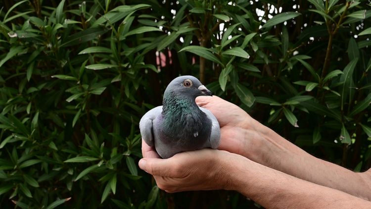 22. Final Race 510km NIMES - FRANCE
17. Ace Pigeon Overall
28. Semifinal Race 320km
146. Hot Spot 2 220km
97. Hot Spot 1 165km
Derby Europa Star Pigeon Season 2026
	
MIHAI CHIRITA
 ES 25 68115
