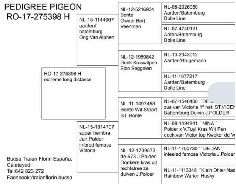 23. Final Race 510km NIMES - FRANCE,
23. Ace Pigeon Overall,
16. Hot Spot 1 165km,
Derby Europa Star Pigeon Season 2026
	
TANDEM CARSTEA-VESELIN
 ES 25 130138