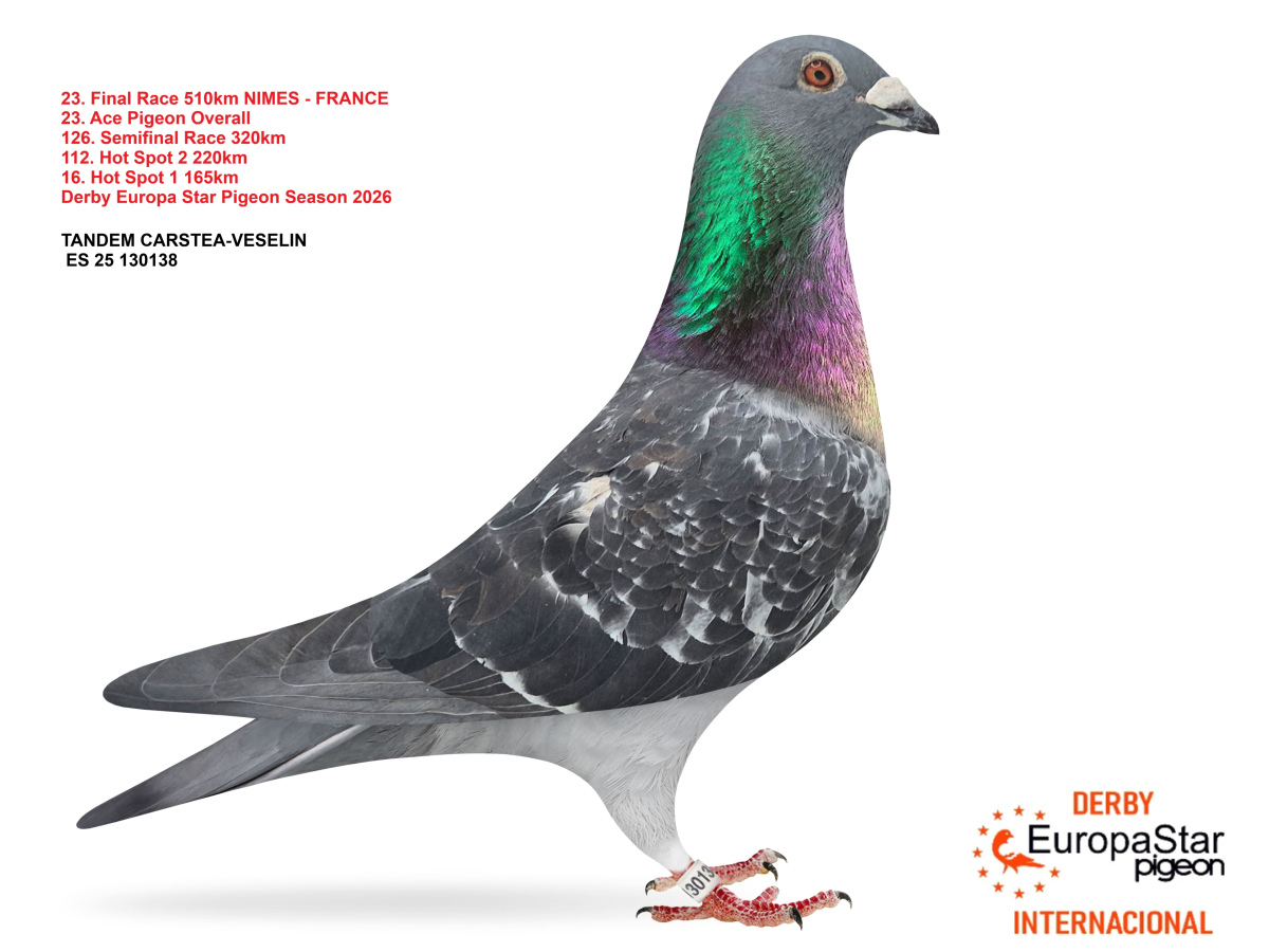 Derby Europa Star Pigeon · Season 2026 - part 2