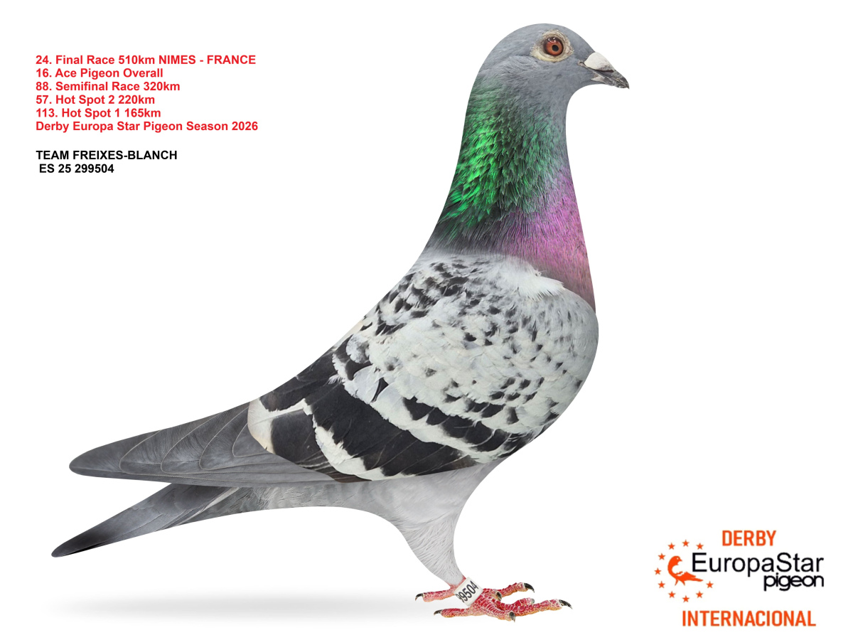 Derby Europa Star Pigeon · Season 2026 - part 2