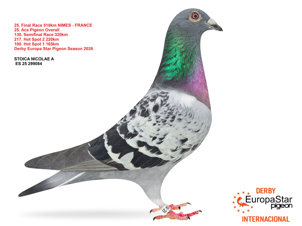 Derby Europa Star Pigeon · Season 2026 - part 2